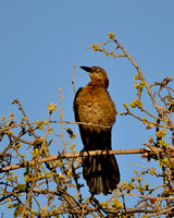 female Great-tailed Grackle