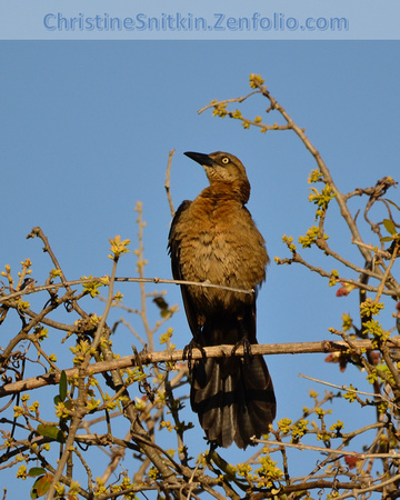 female Great-tailed Grackle