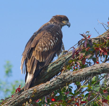 Juvenile bald eagle