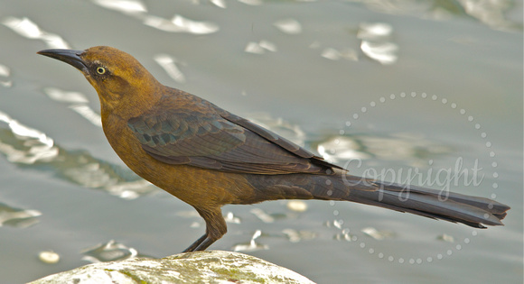 female great-tailed grackle
