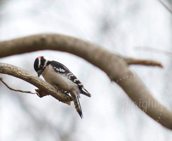 Male Downy woodpecker