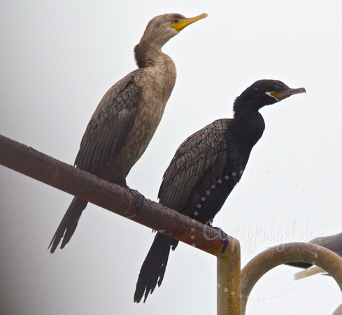 Juvenile and adult cormorant
