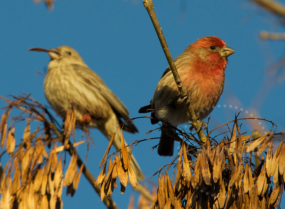 Female and male house finch