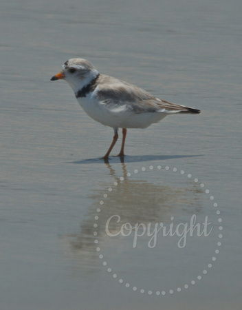 Endangered piping plover  4332