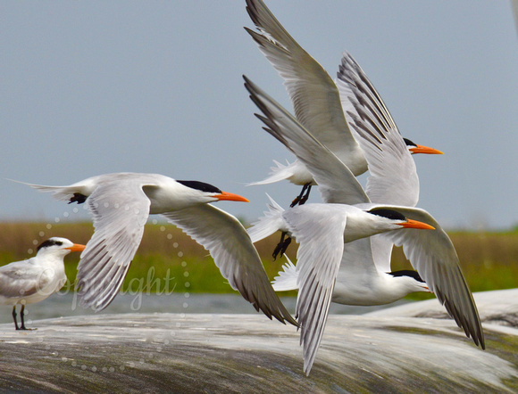 Terns on the wing