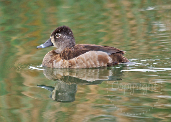 Female Ringed-necked Duck