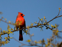 male Northern Cardinal