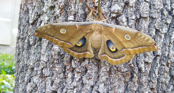 Male Polyphemus Moth