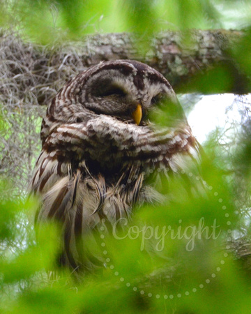 Sleepy barred owl