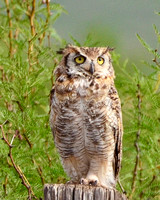 Great-horned owl