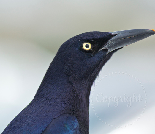 Great-tail grackle
