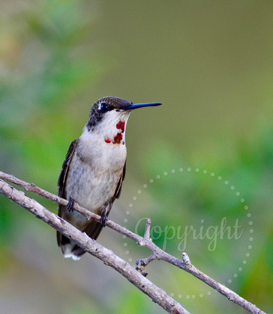 juvenile male Ruby-throated hummingbird