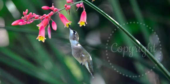 Juvenile male black-throated hummingbird