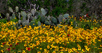 Hill country flowers