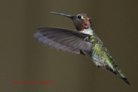Hummingbirds calendar