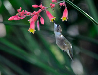 Juvenile Ruby-throated hummingbird