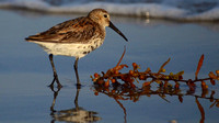 Dunlin with seaweed