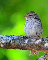 Juvenile Chipping Sparrow