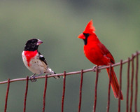 Grosbeak and Cardinal