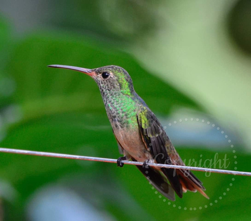 Male Buff-bellied hummingbird