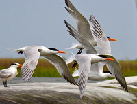 Royal Terns take flight