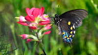 Indian Paintbrush with a Pipevine Swallowtail butterfly