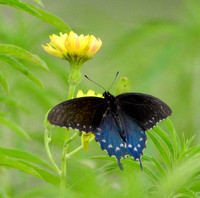 Pipevine Swallowtail on Texas Dandelion