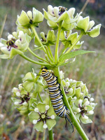 Monarch caterpillar on Antelope Milkweed