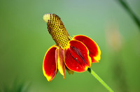 Mexican Hat (or Coneflower)