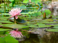 Water lily flower