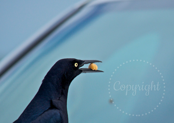 Great-tail grackle