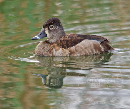 Female ring-necked duck