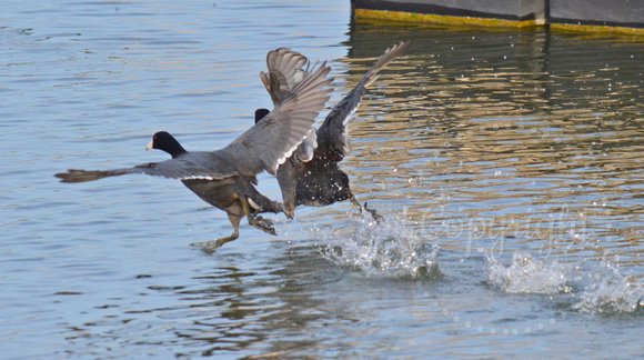 American coots running on water