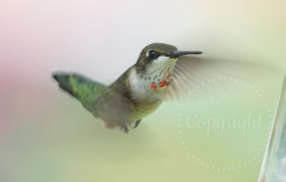 juvenile ruby-throated hummingbird
