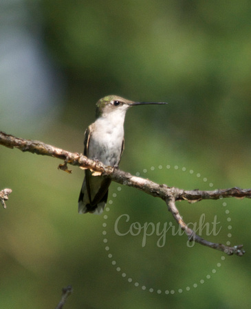 juvenile ruby throated hummingbird
