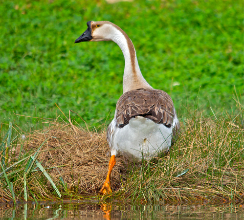 Swan goose