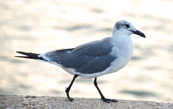 Laughing gull - winter plumage