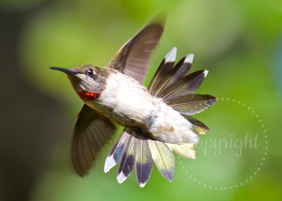 Juvenile male ruby-thoated hummingbird