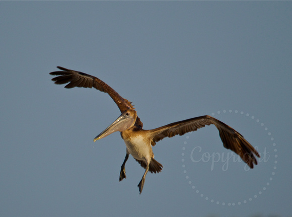 Browb pelican